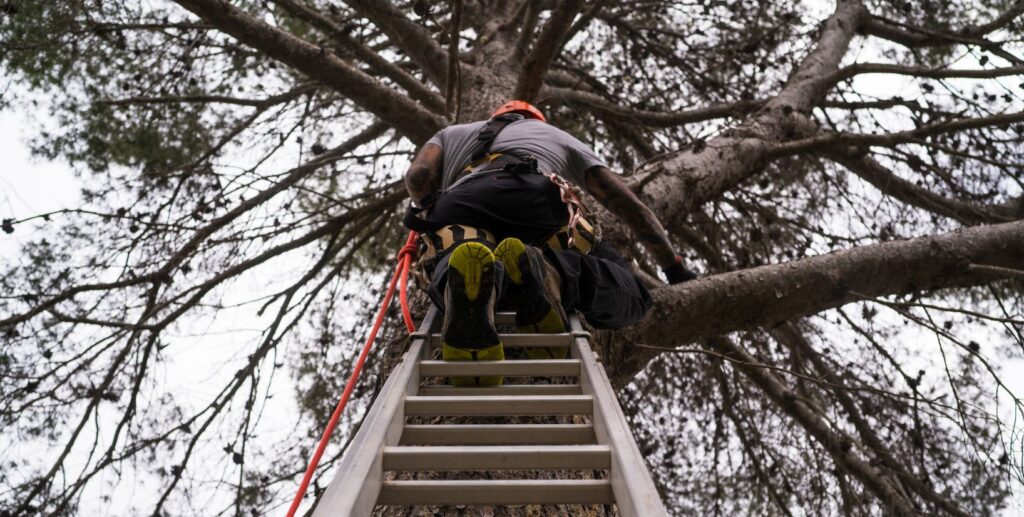 ISA Certified Arborist working safely in a mature tree