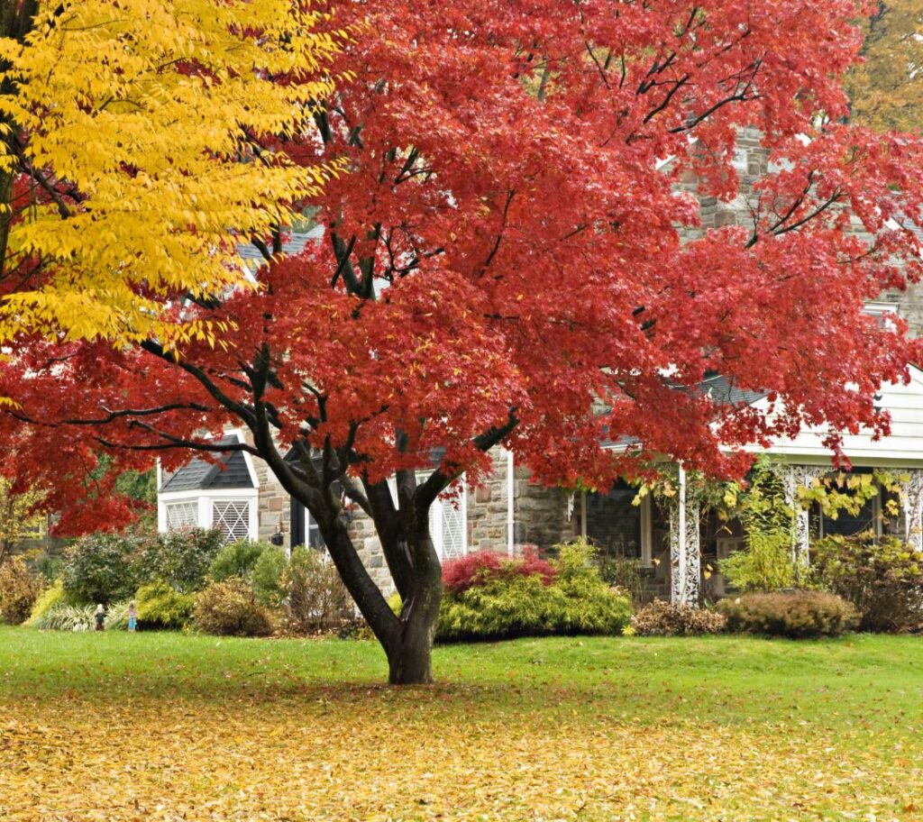 Healthy tree during fall season, an ideal time for deep root fertilization