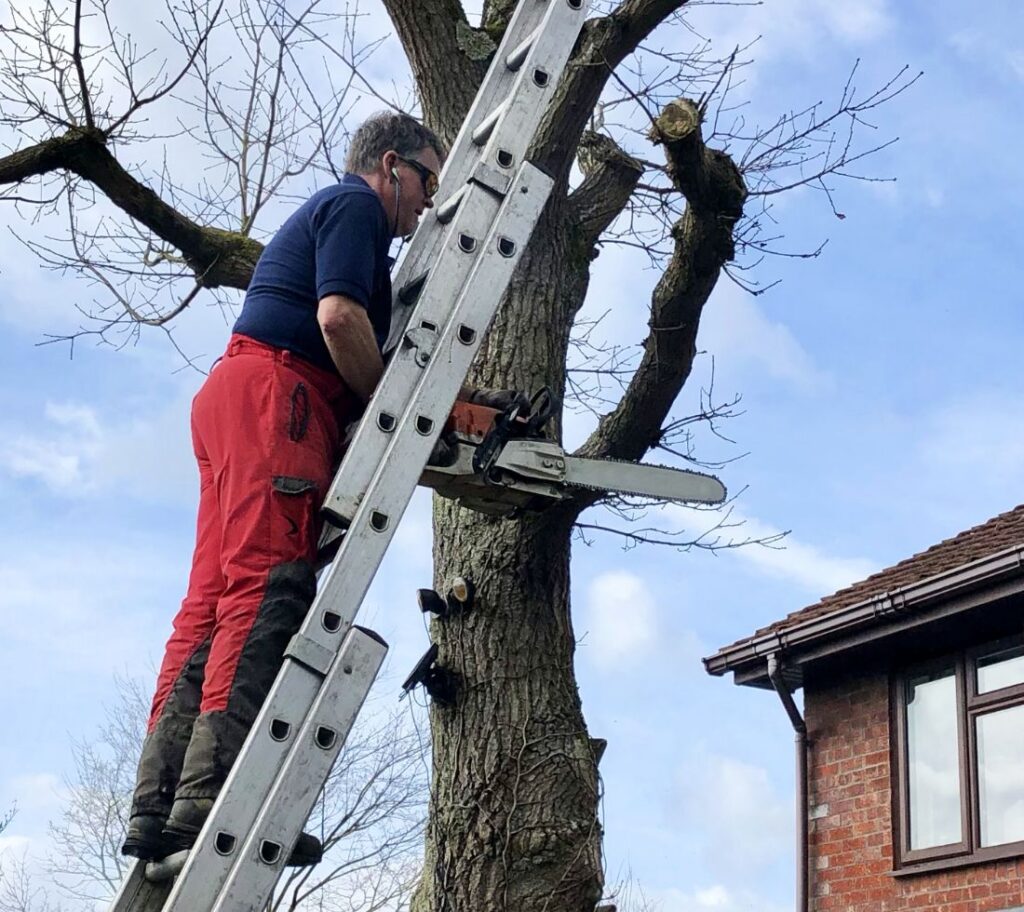 Arborist evaluating stressed tree for nutrient deficiencies