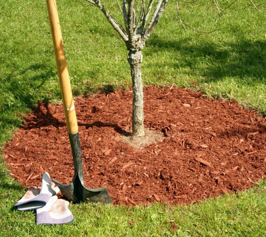 Young tree recovering after construction and soil disturbance