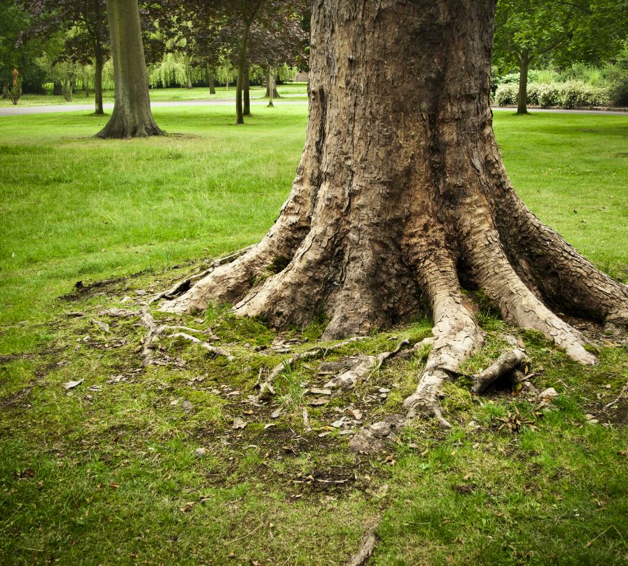 Mature tree with exposed root flare showing healthy root structure