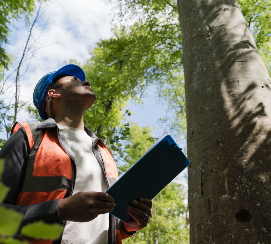 ISA Certified Arborist assessing tree health before fertilization treatment