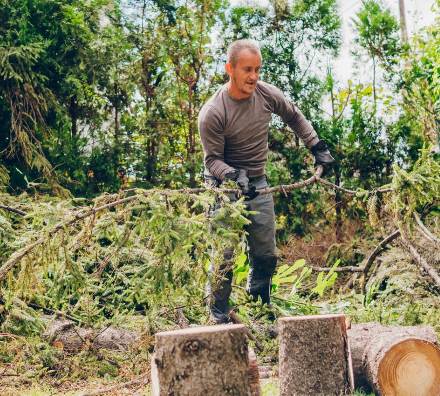 Tree removal and site clearing for residential renovation project