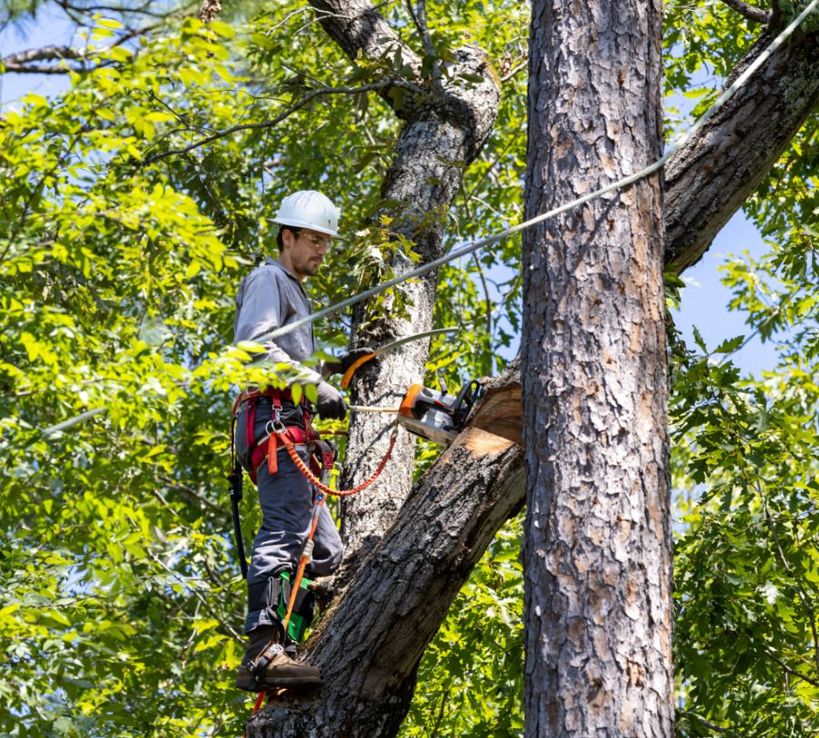 ISA Certified Arborist removing tree sections during site preparation work