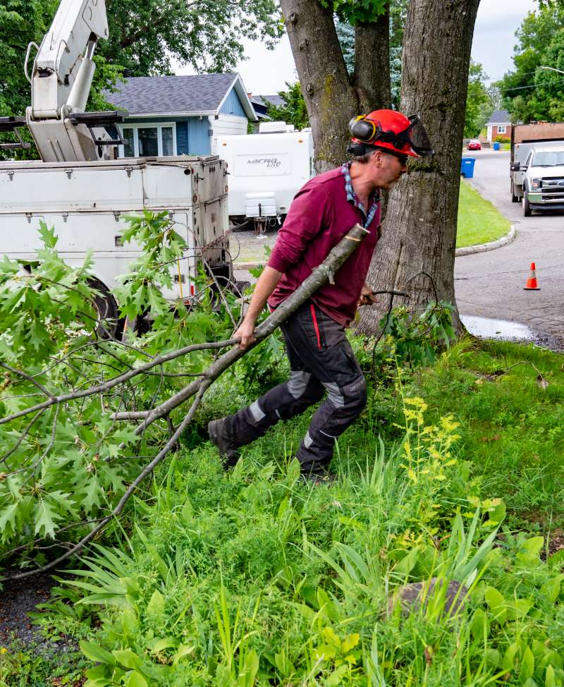 Arborist performing tree maintenance on residential property
