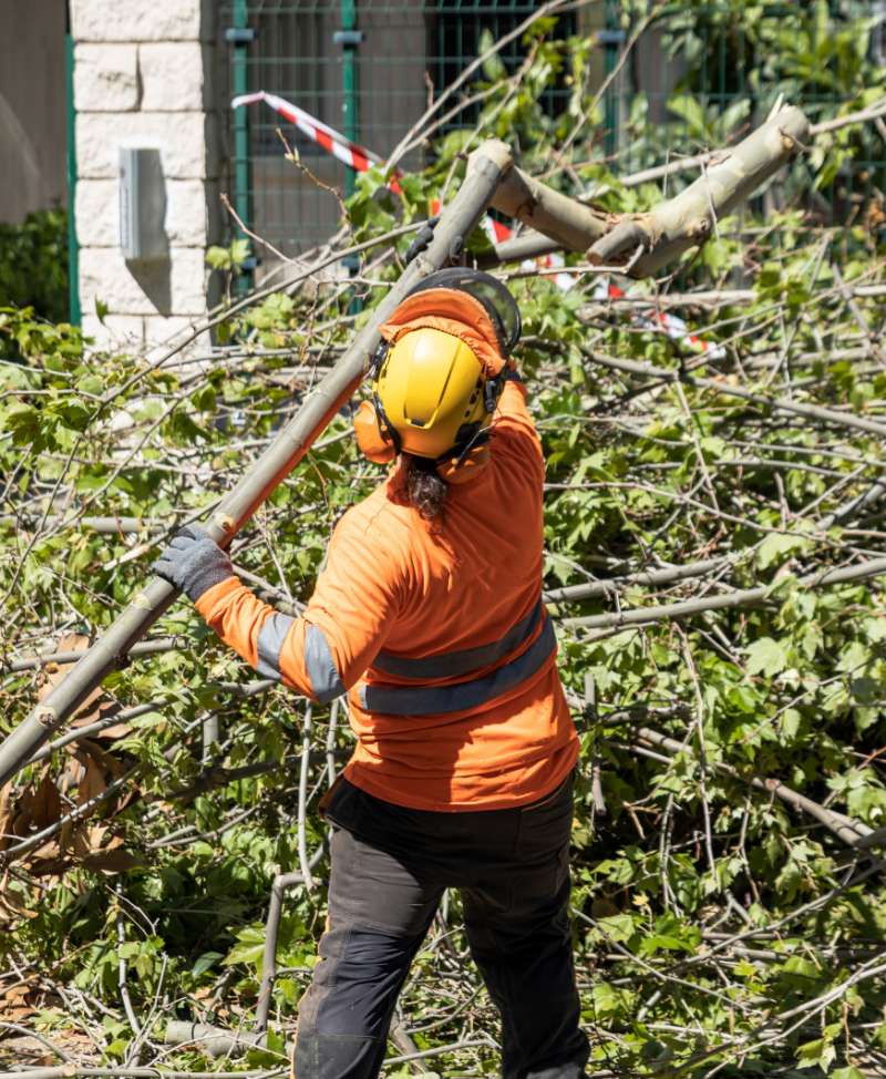 Tree removal specialist removing tree branches