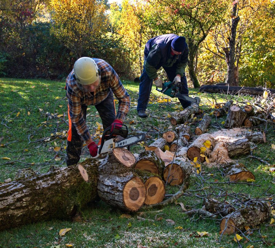 Tree service crew cutting and processing logs during cleanup
