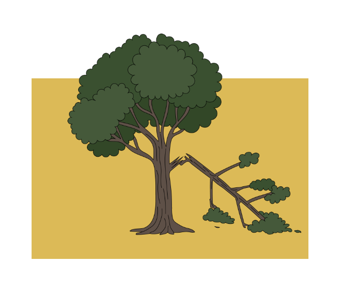 Storm damage cleanup and overgrown tree management service