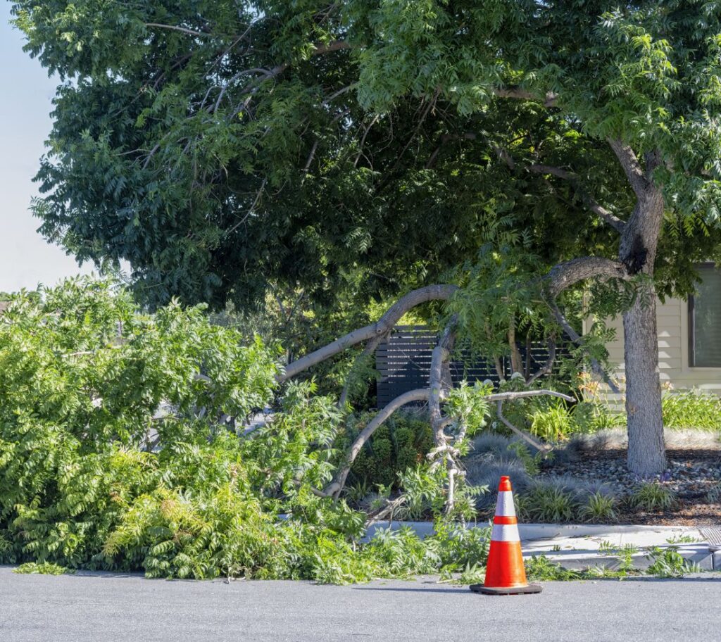 Fallen tree branch on residential property after storm