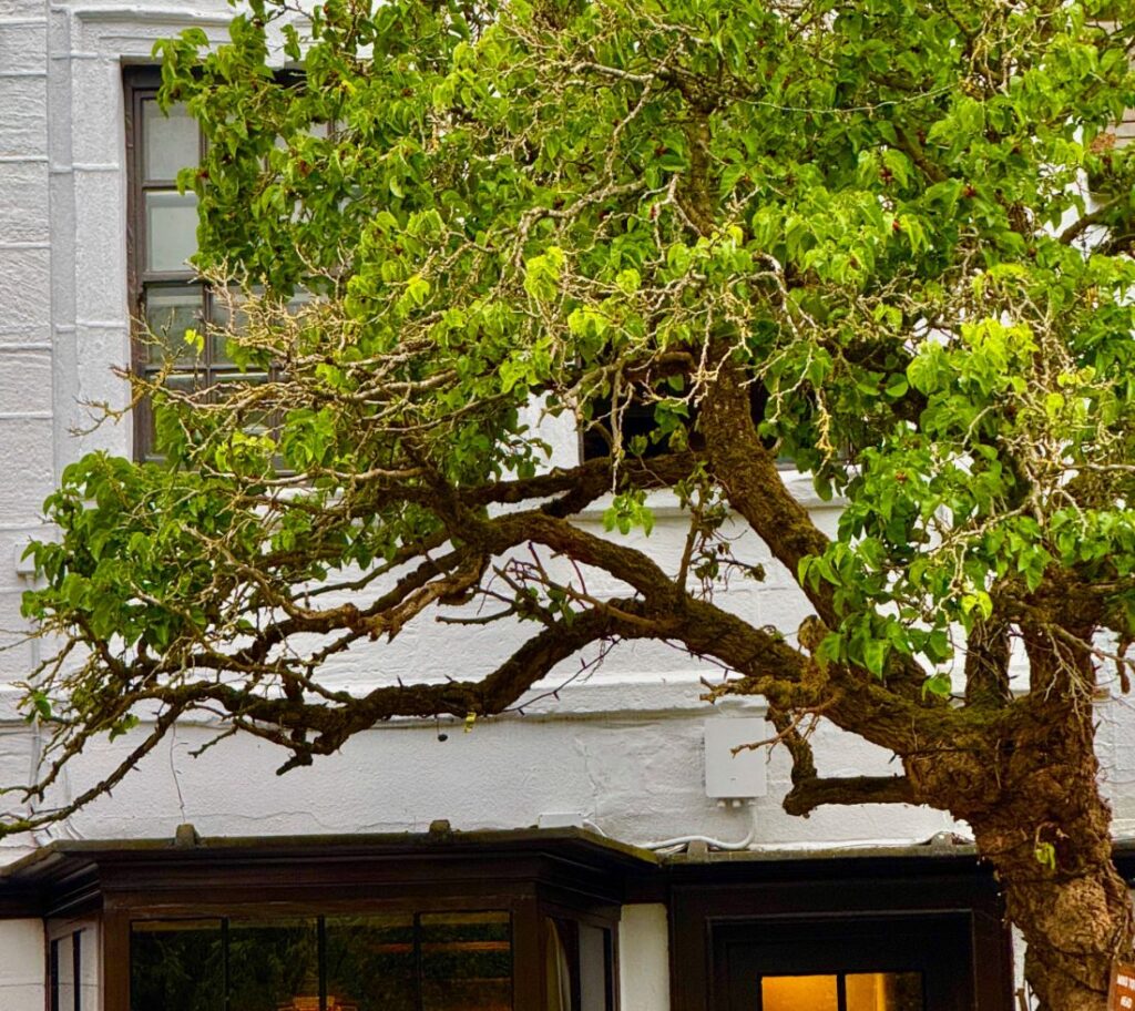 Overgrown trees reducing sunlight in residential yard