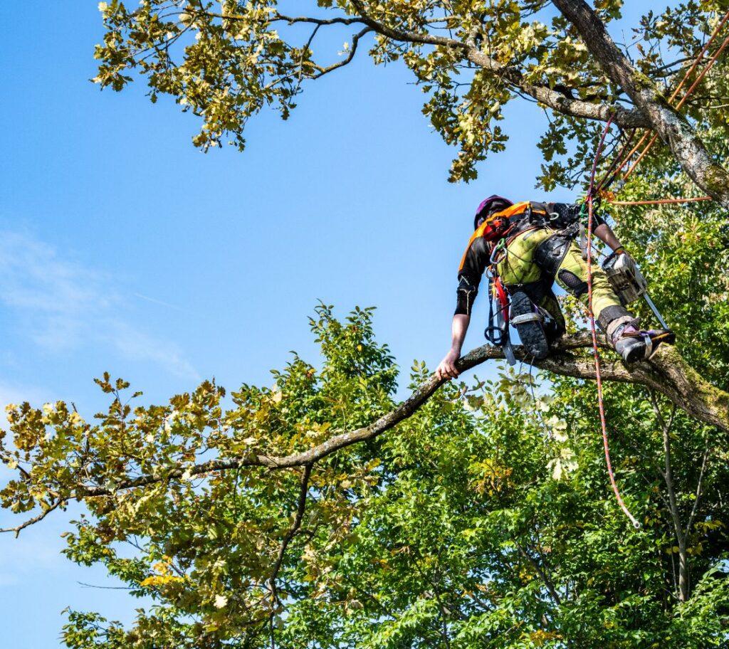 Overgrown trees requiring pruning and seasonal maintenance