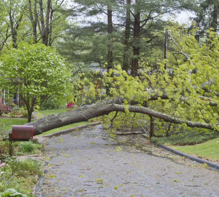 Fallen tree blocking residential driveway after storm damage