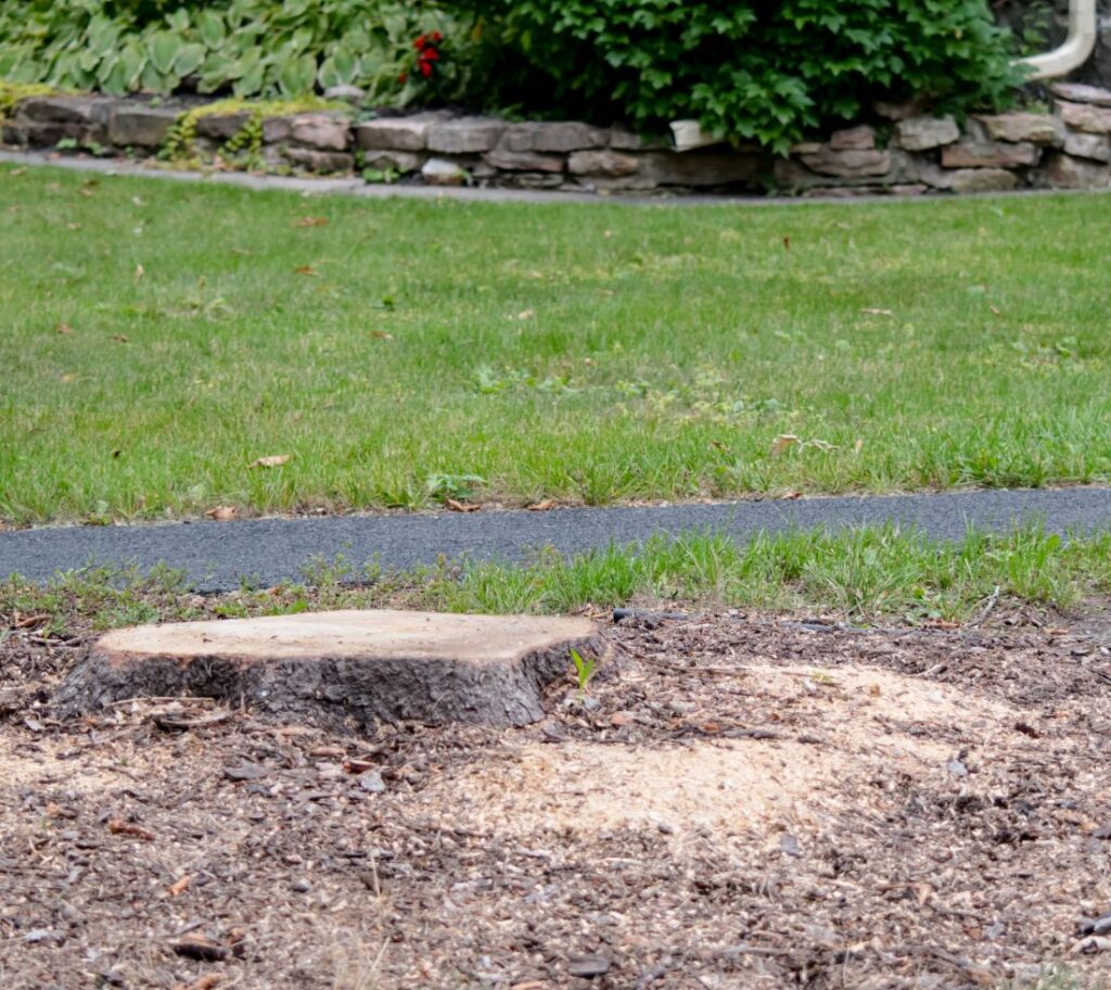 Yard prepared for landscaping after stump removal