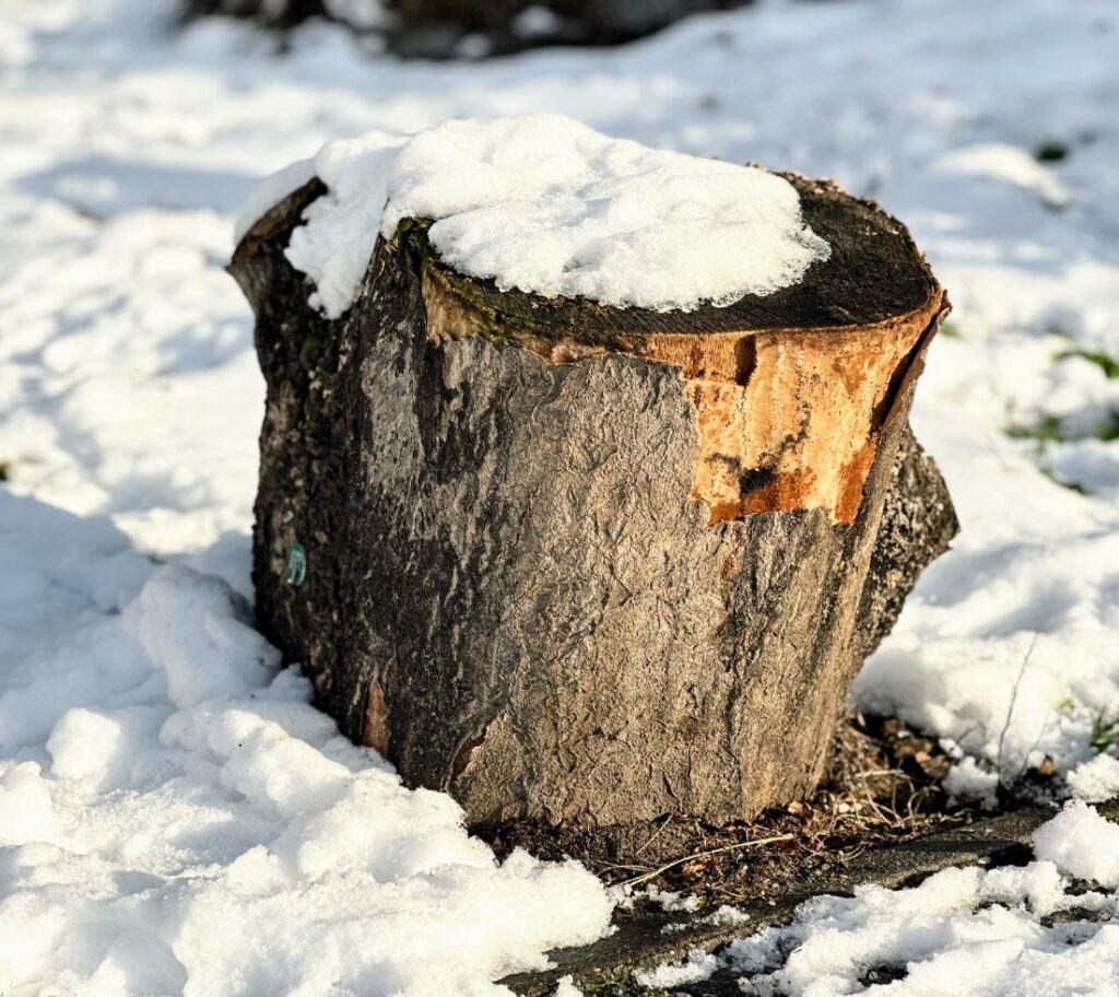 Tree stump ready for grinding and removal