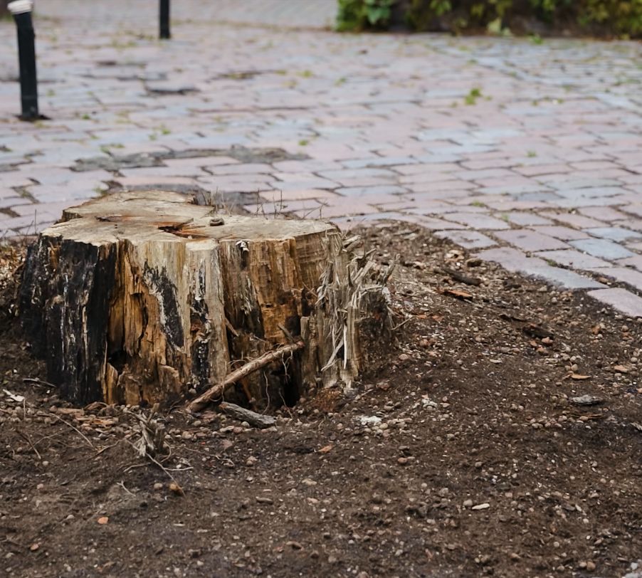 Tree stump left in yard creating obstacle and potential hazard