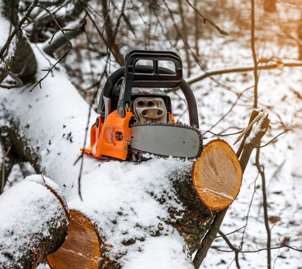 Tree pruning performed during dormant season for healthy growth