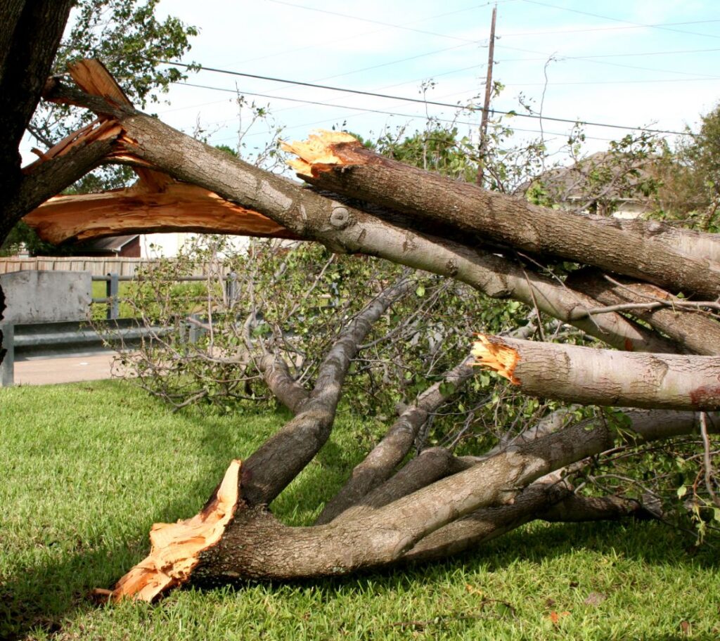 Storm-damaged tree branch requiring professional pruning