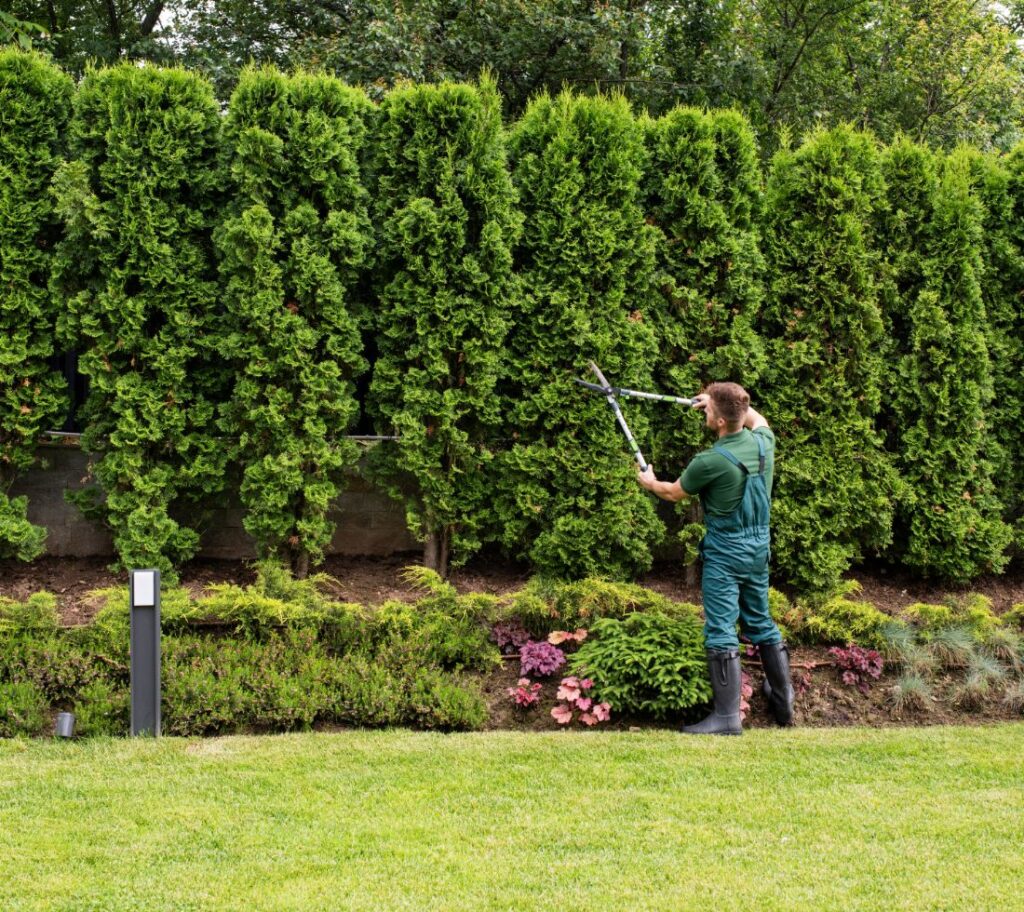 Well-maintained hedge trimmed for appearance and healthy growth