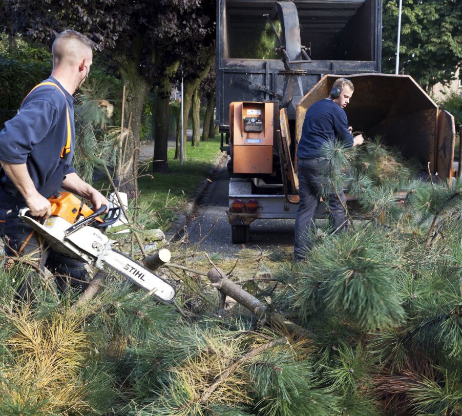 Tree service crew performing pruning and landscape maintenance