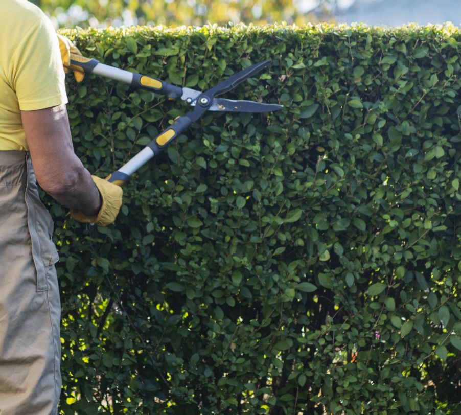 Professional hedge trimming to maintain healthy growth and appearance