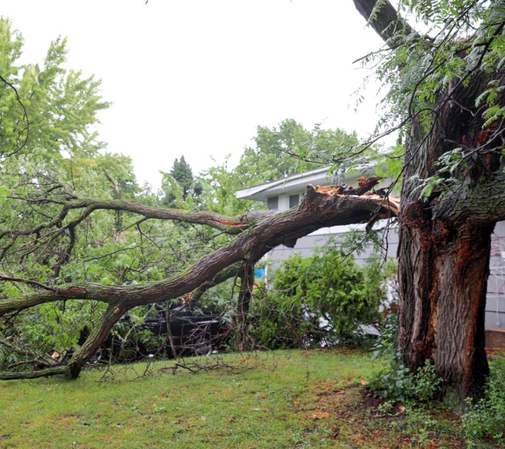 Dead tree requiring removal due to safety concerns