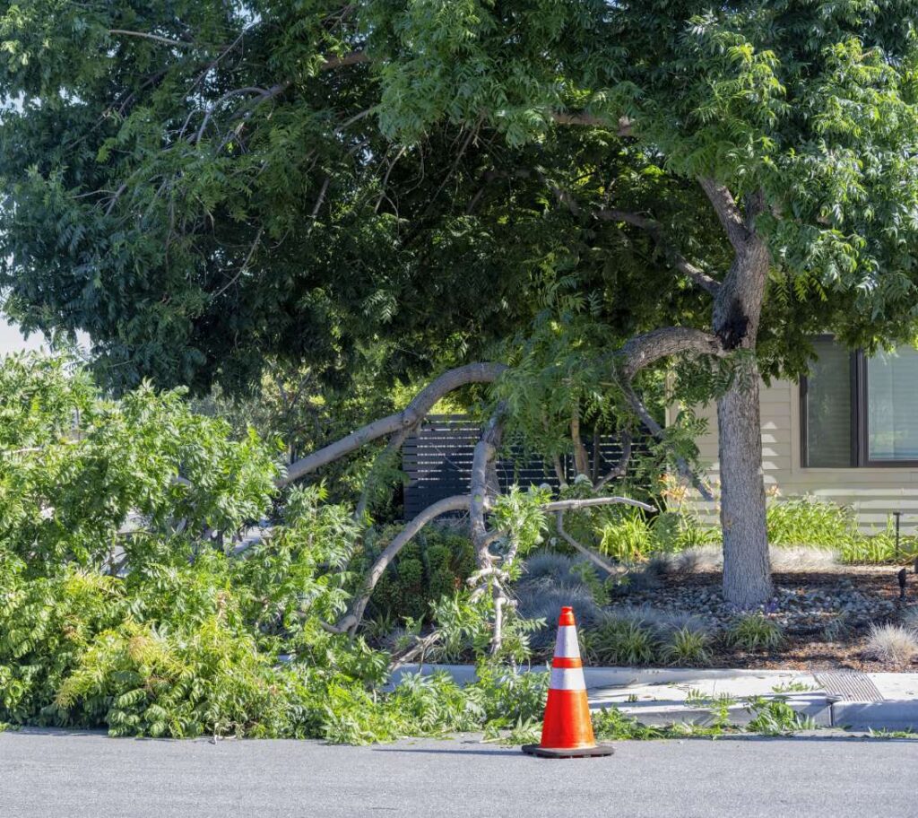 Storm-damaged tree requiring emergency removal