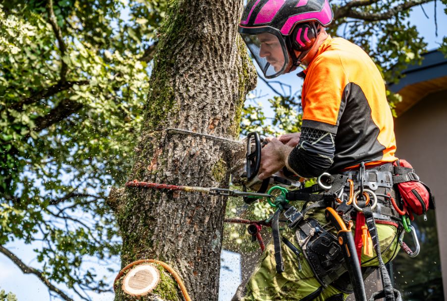 ISA Certified Arborist safely removing tree sections near residential property