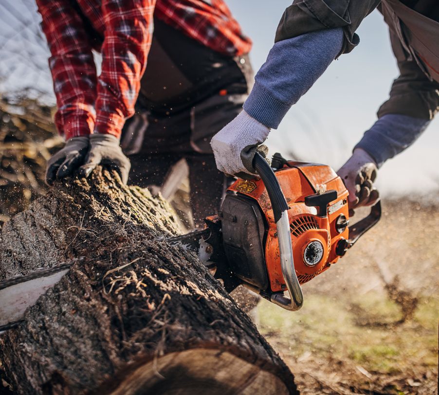 Arborist cutting tree trunk during professional tree removal service